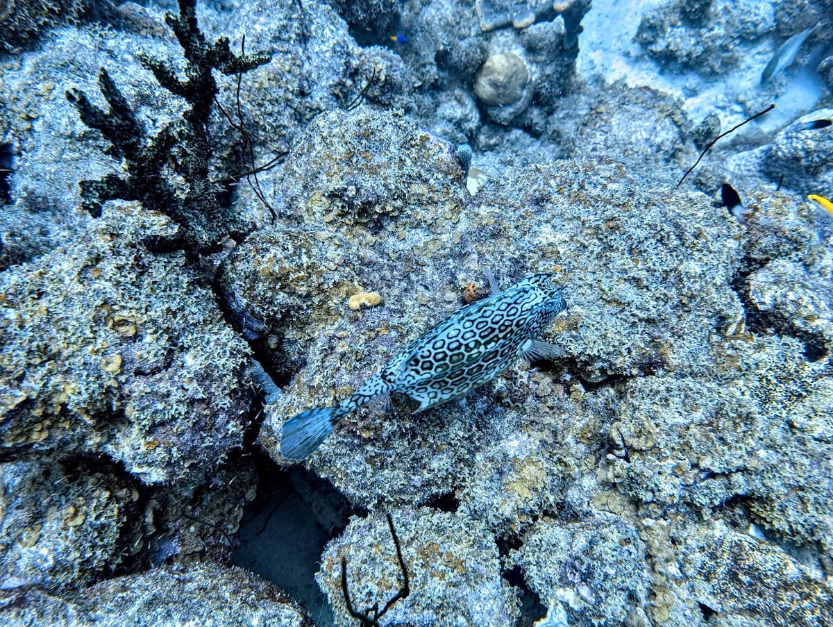 Honeycomb Cowfish
