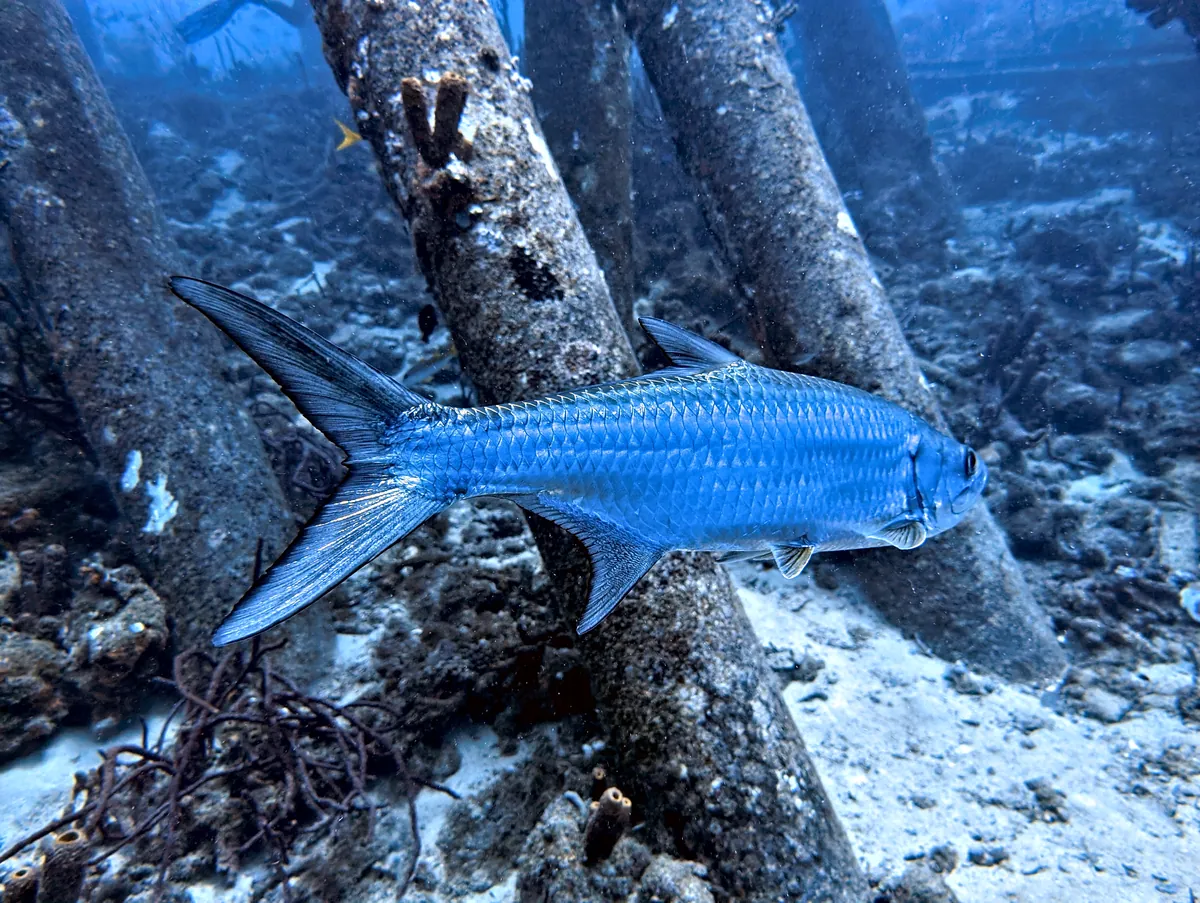 Tarpon