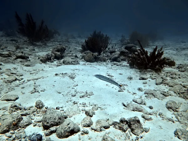 Sand Tilefish
