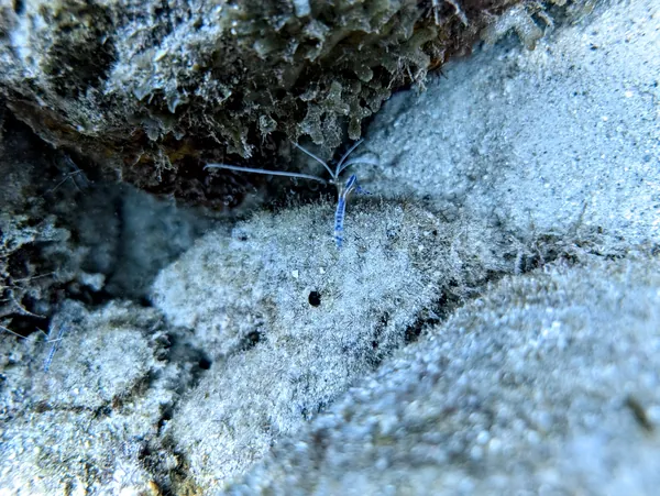 Pederson Cleaner Shrimp