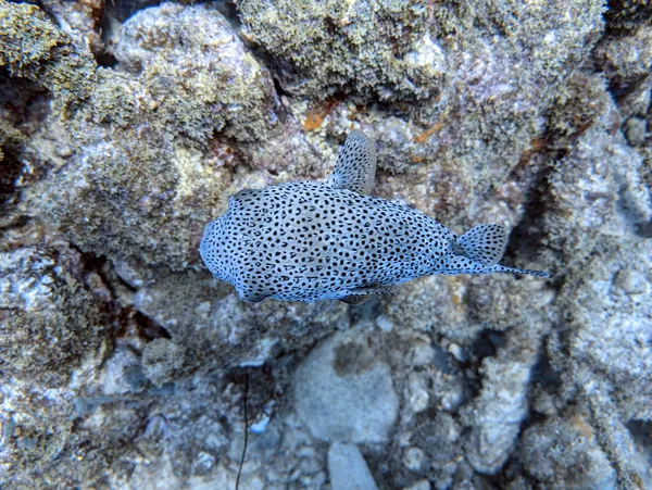 Hue Shift