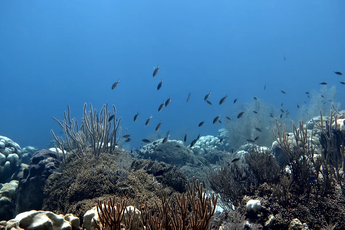 Brown Chromis
