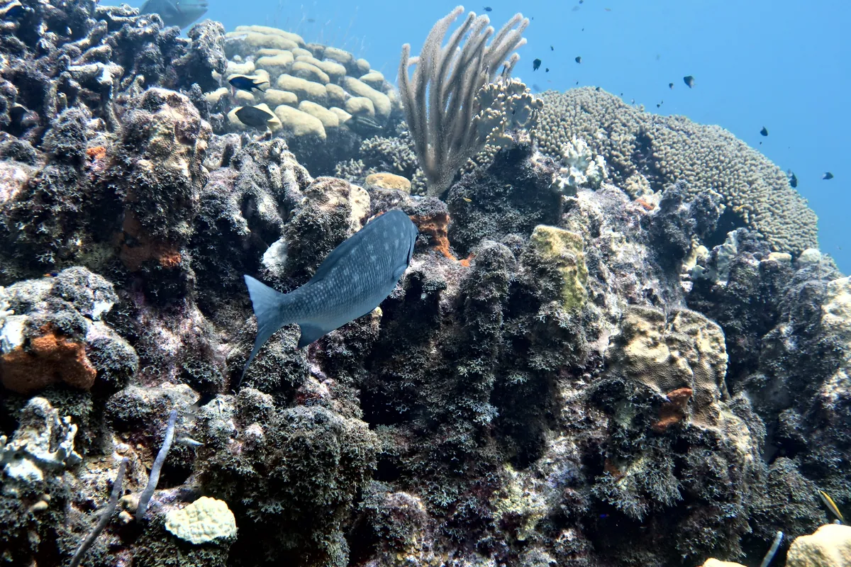 Bermuda Chub