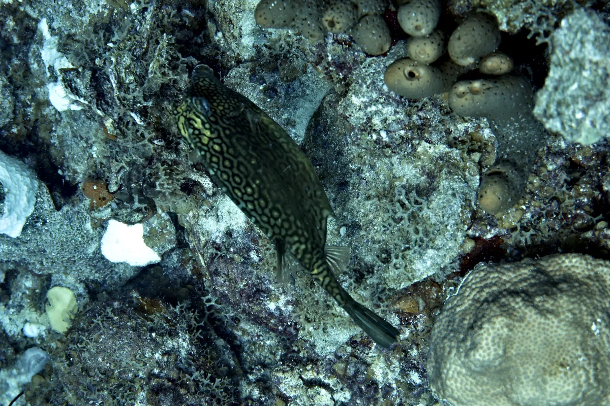 Honeycomb Cowfish