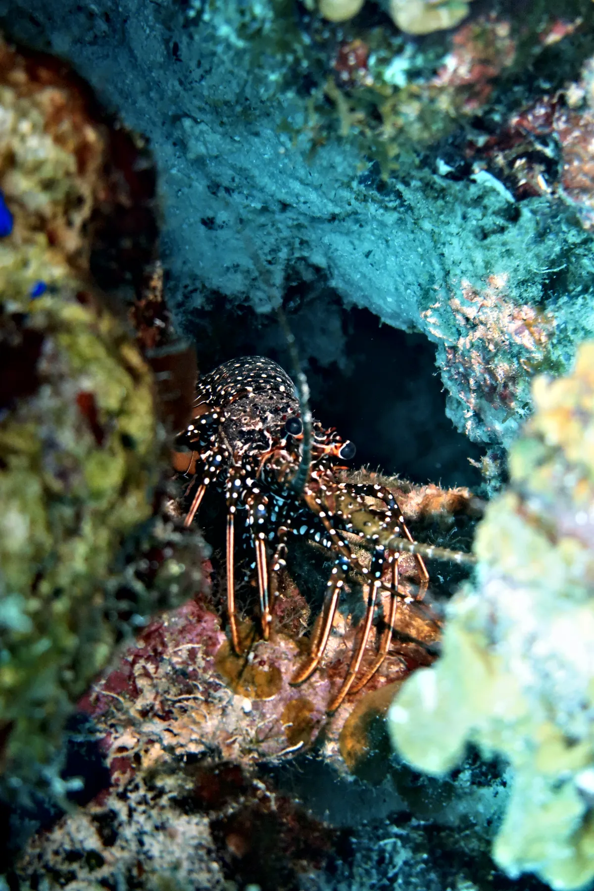Spotted Spiny Lobster