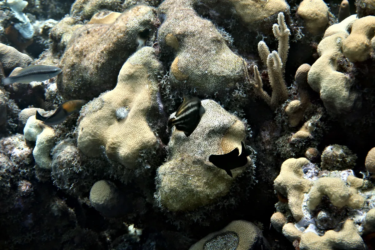 Orangespotted Filefish