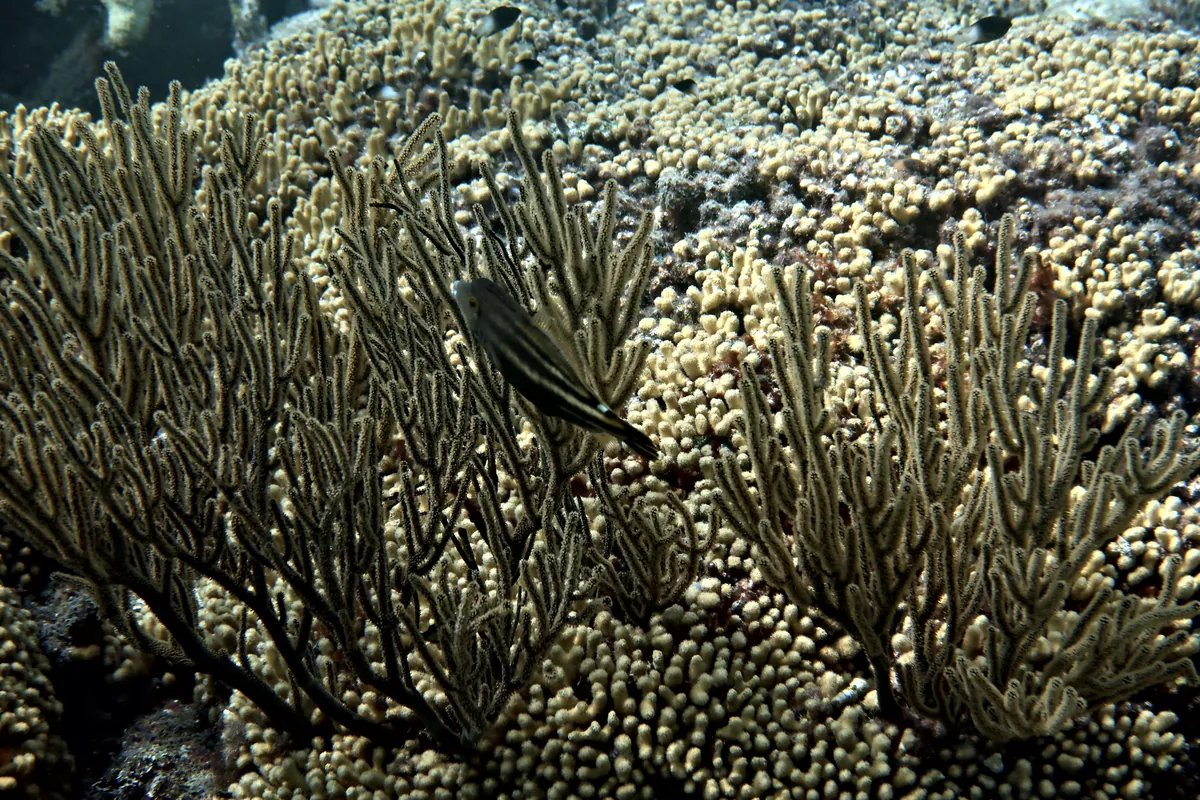 Orangespotted Filefish