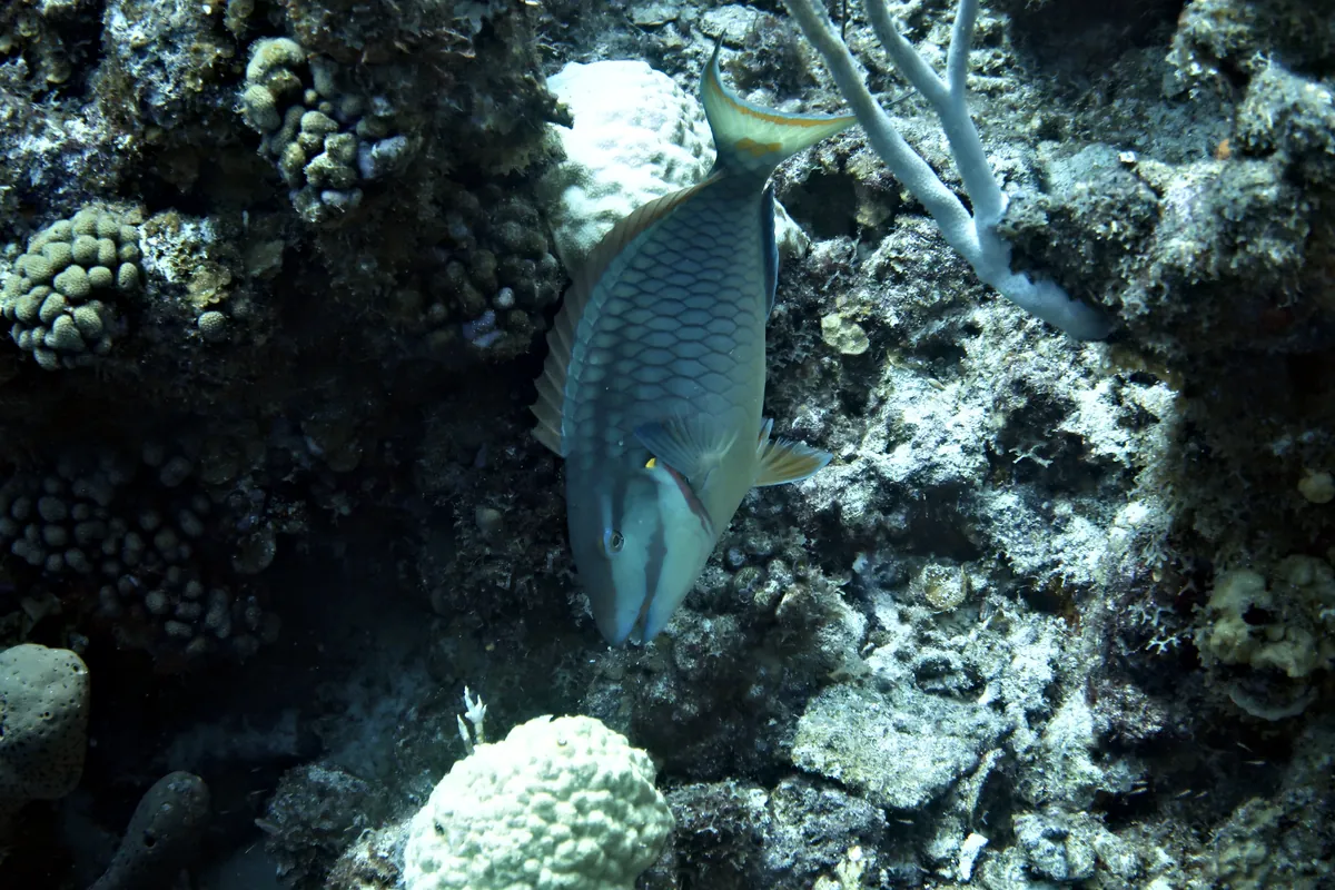Stoplight Parrotfish