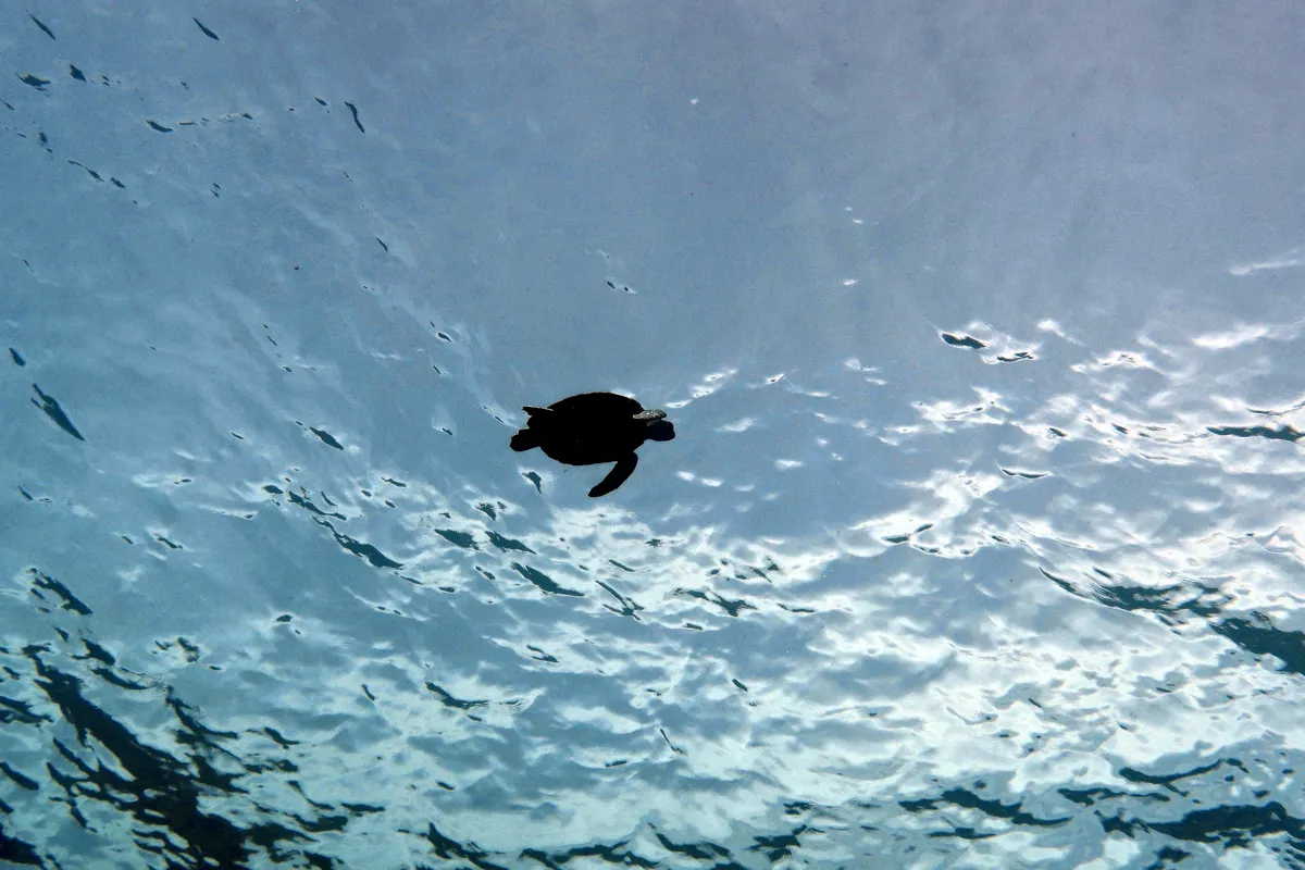 Green Sea Turtle