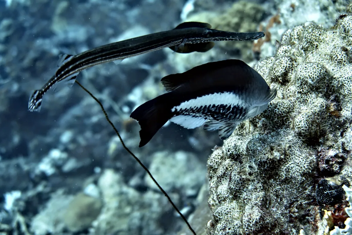 Queen Parrotfish