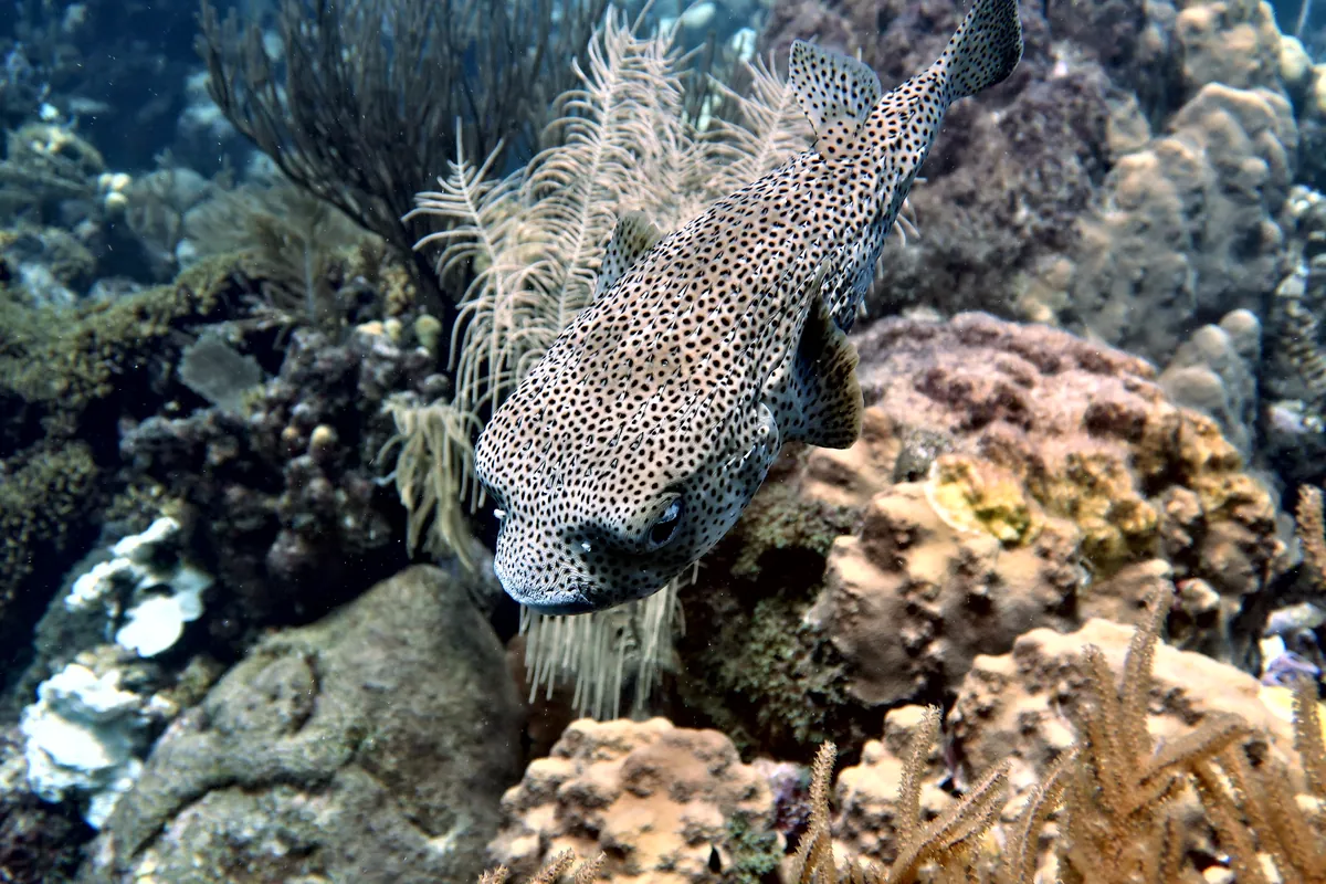 Porcupinefish