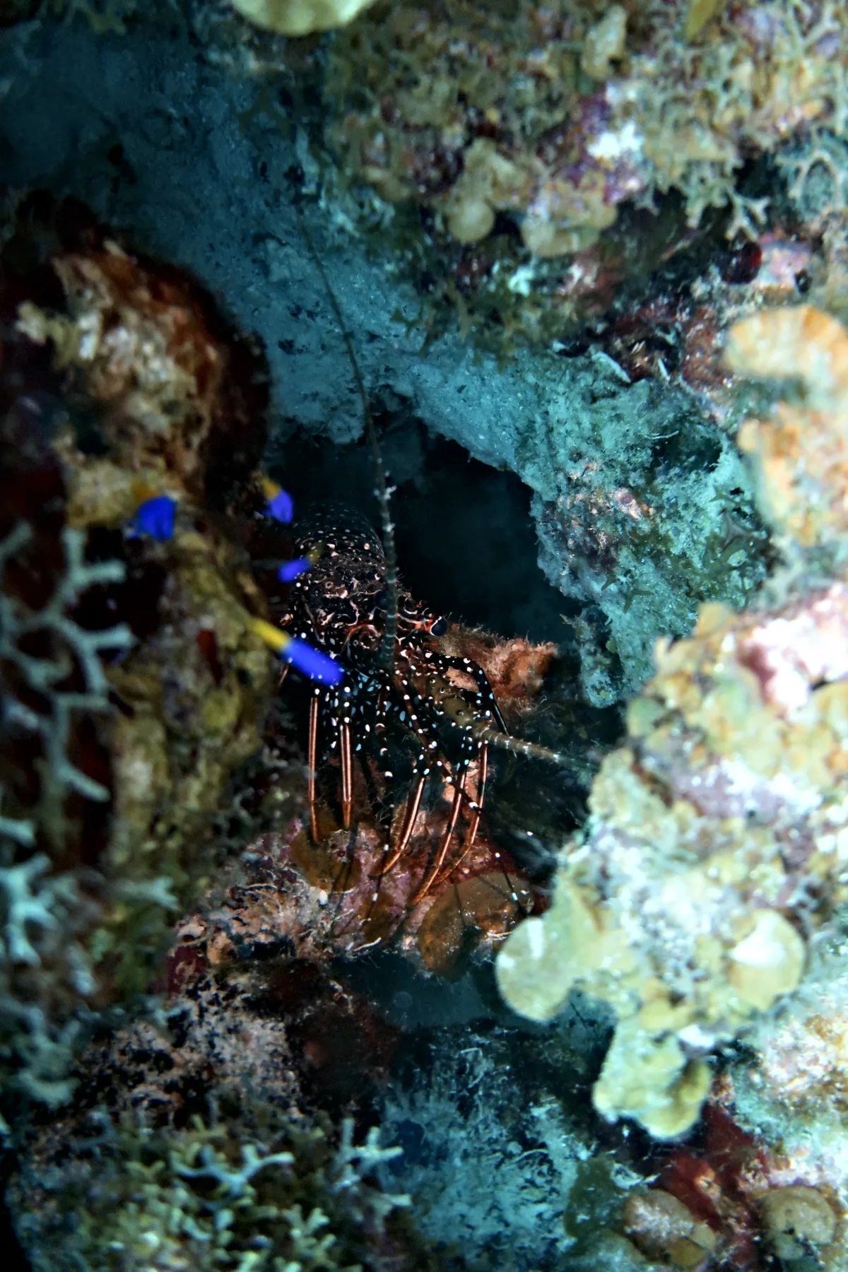 Spotted Spiny Lobster