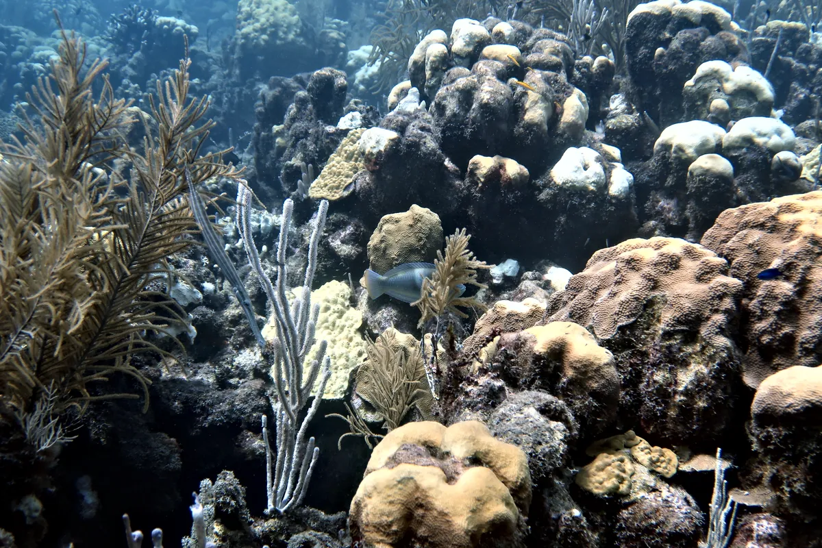 Puddingwife