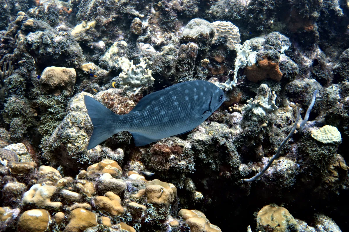 Bermuda Chub