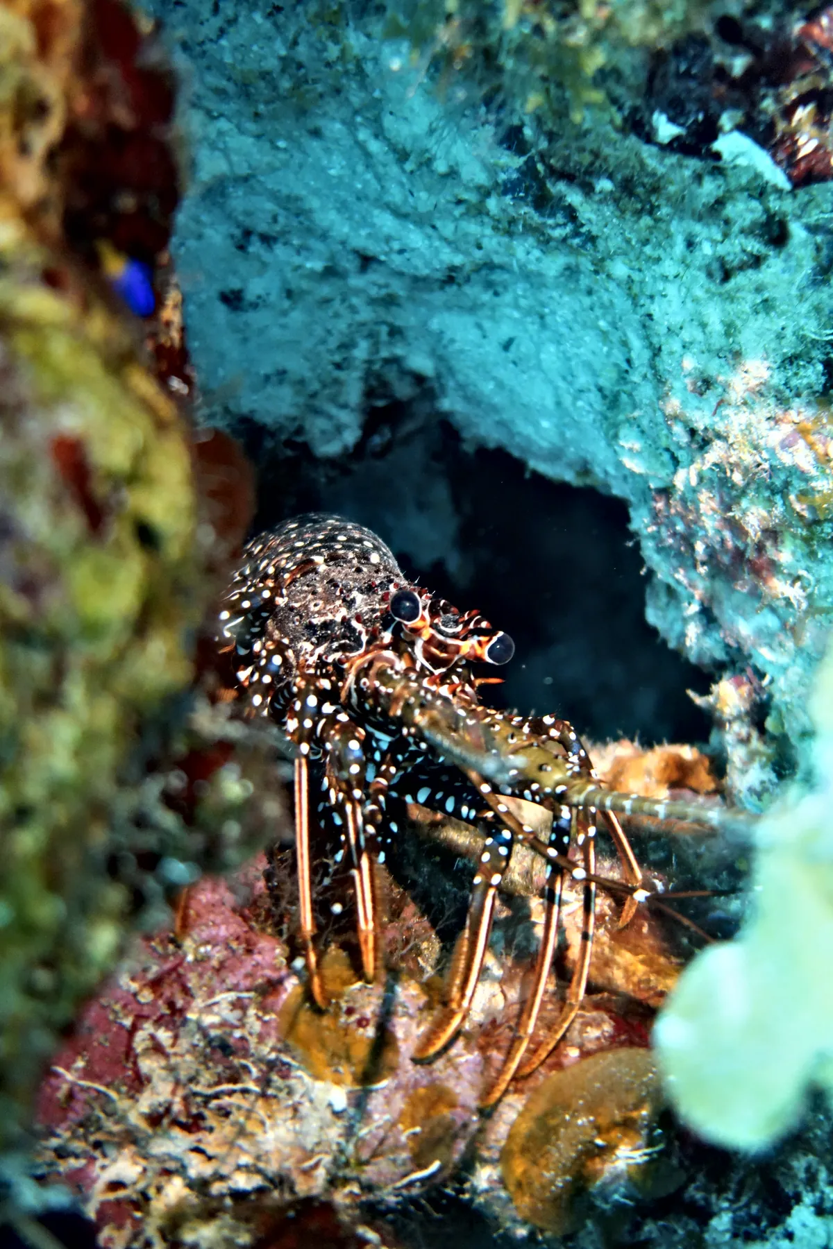 Spotted Spiny Lobster