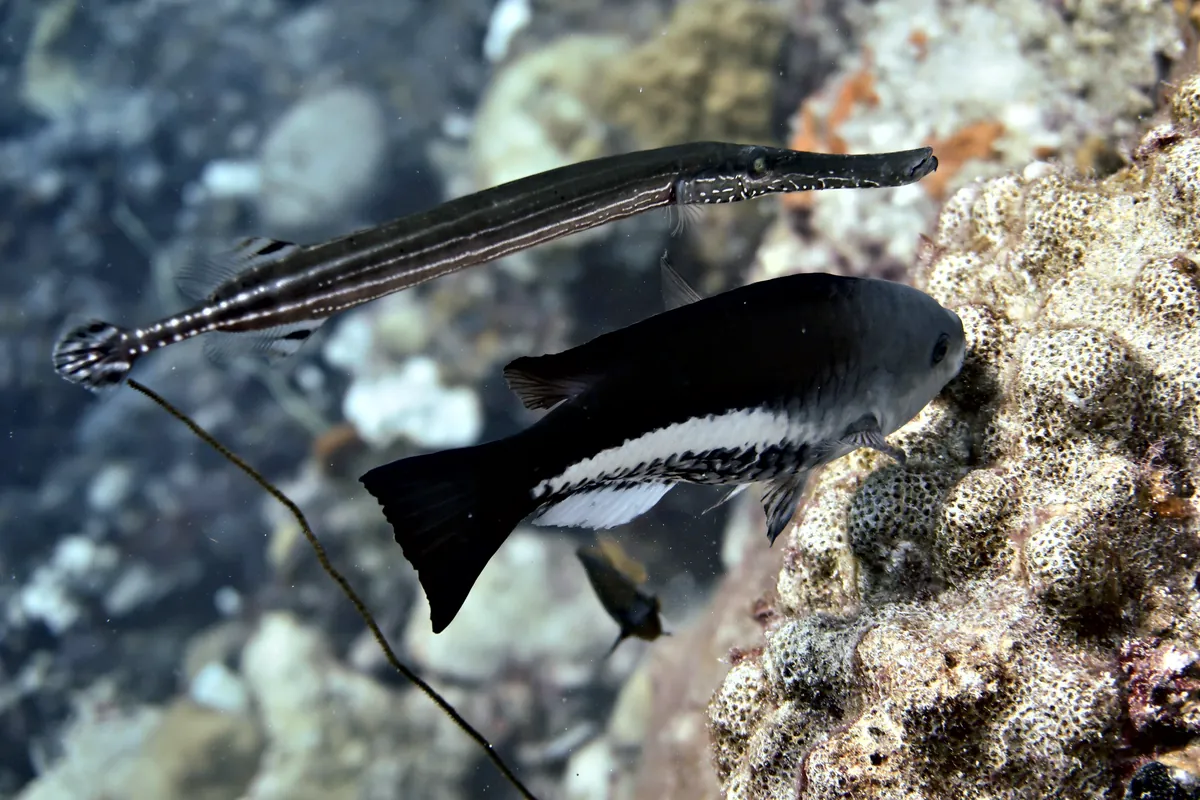Queen Parrotfish