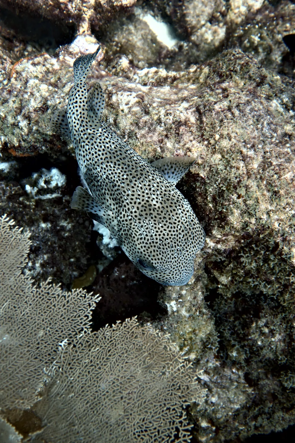 Porcupinefish