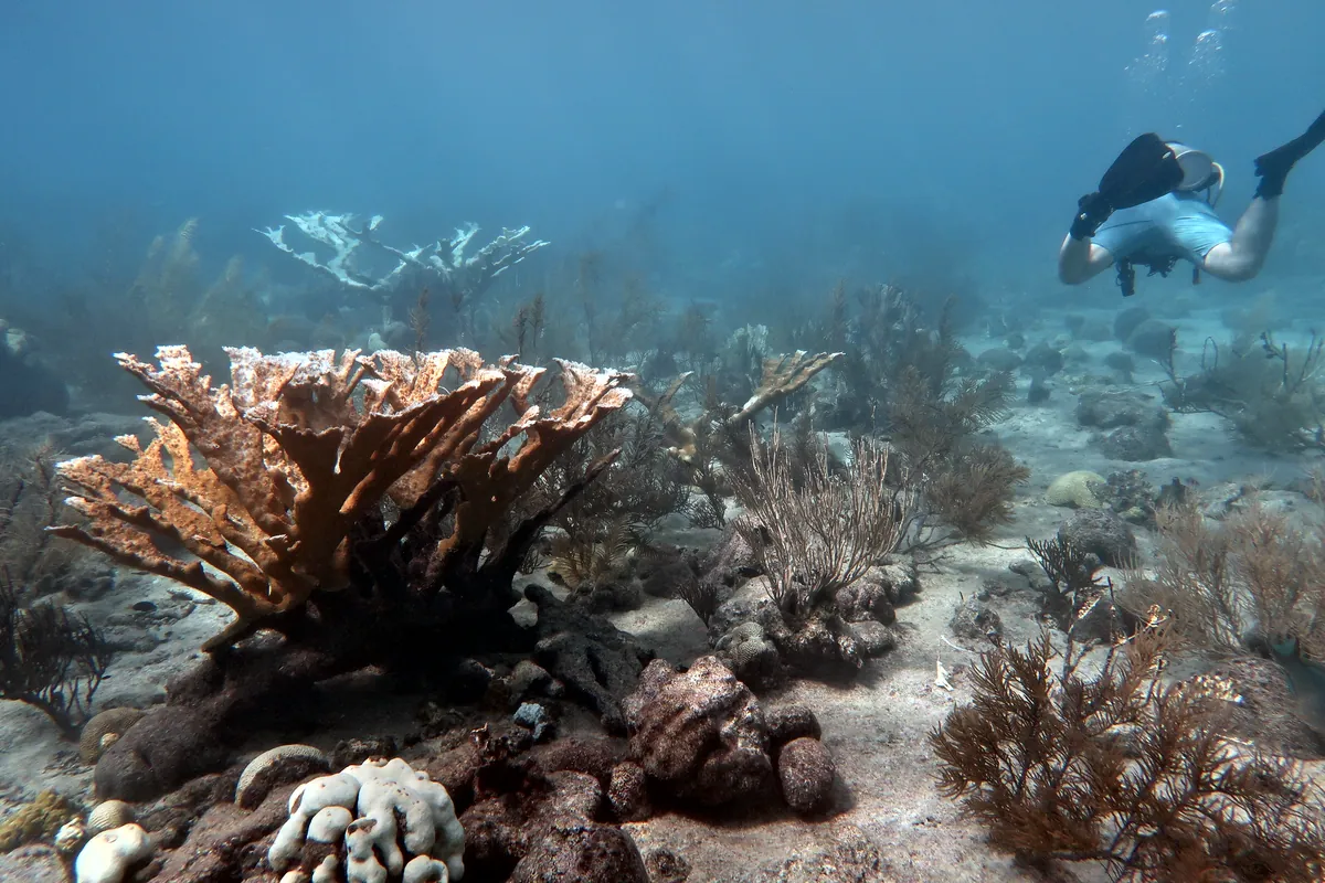 Elkhorn Coral