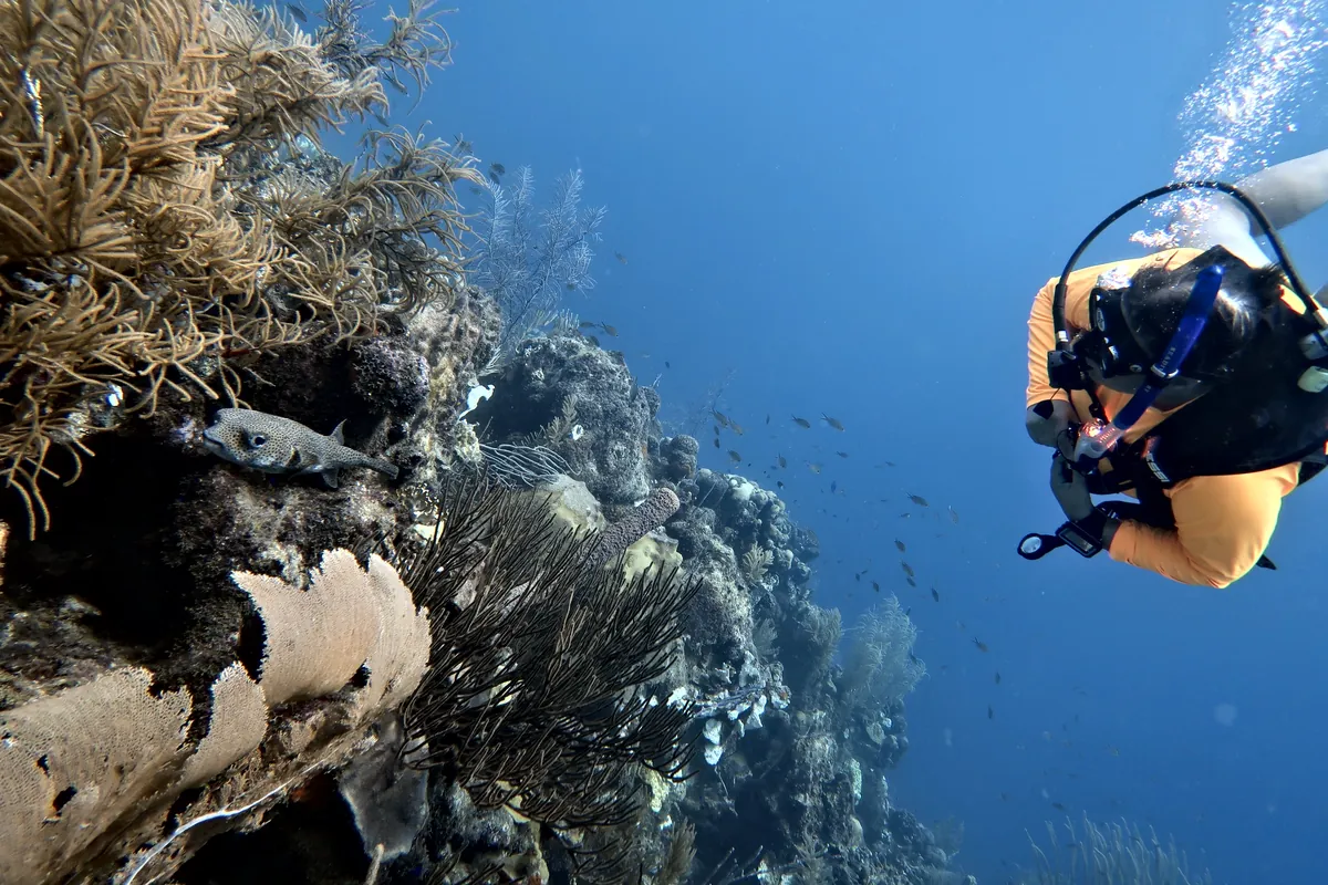 Porcupinefish