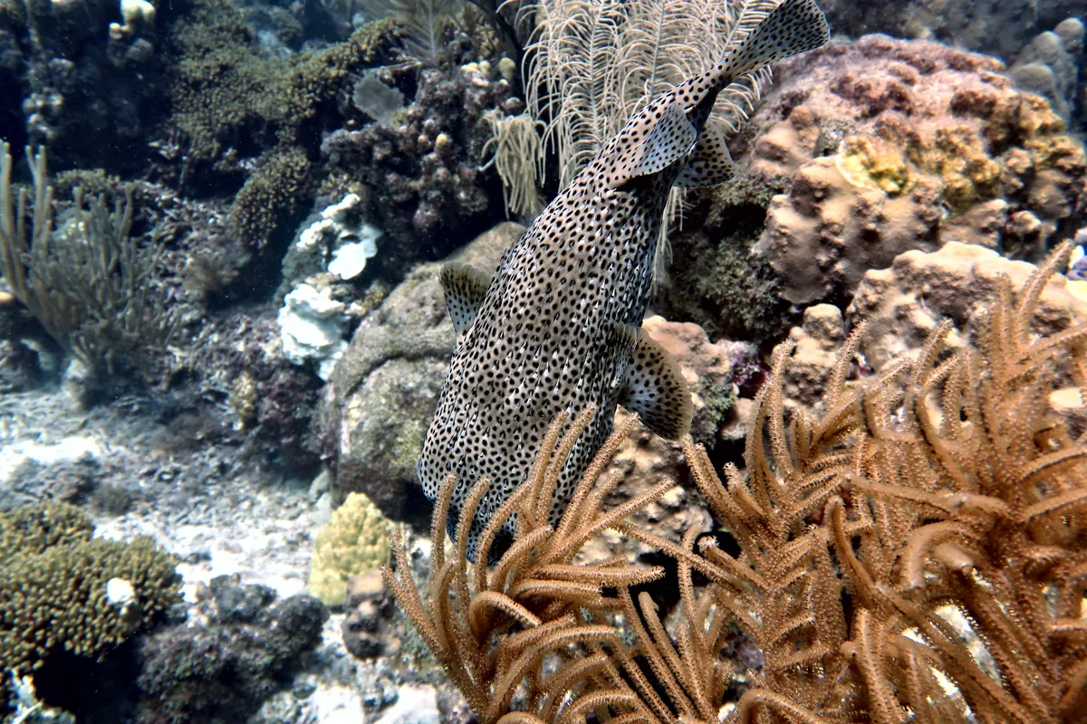 Porcupinefish
