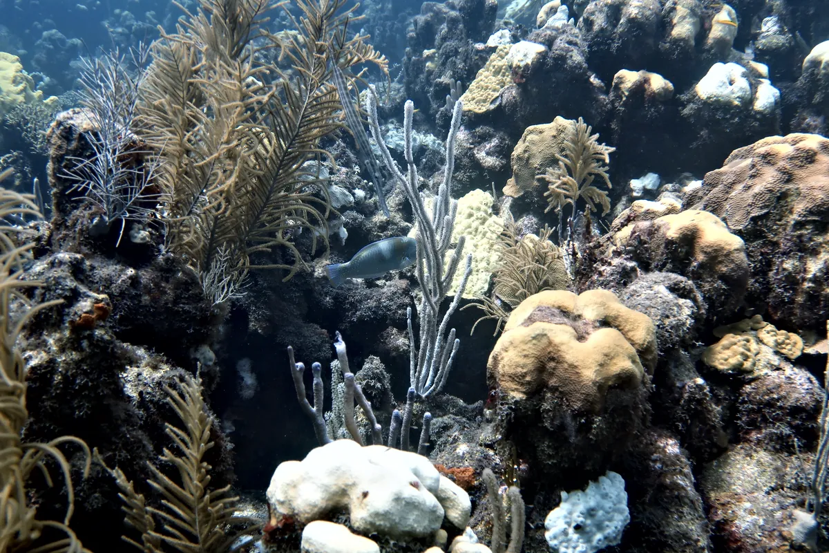 Puddingwife