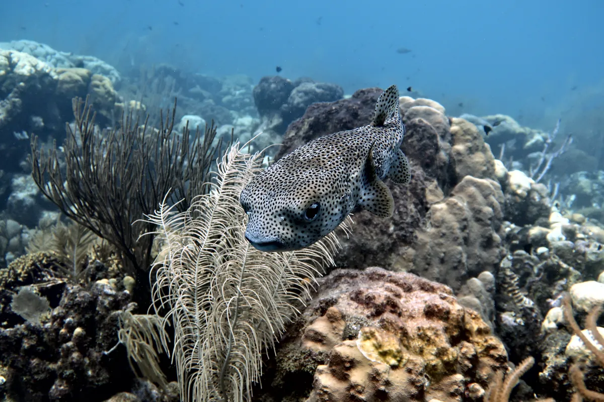 Porcupinefish