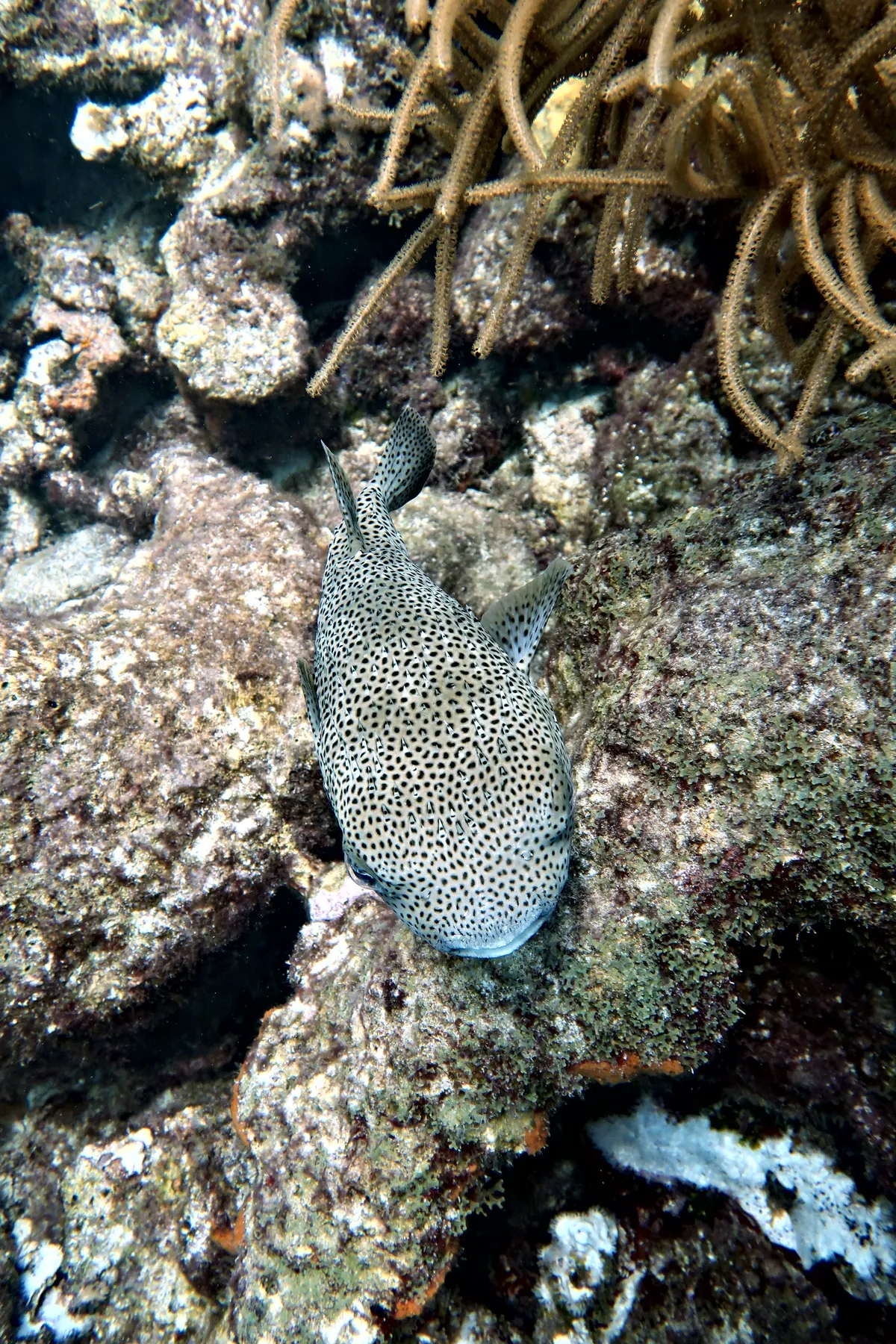 Porcupinefish