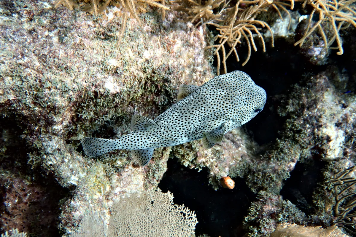 Porcupinefish