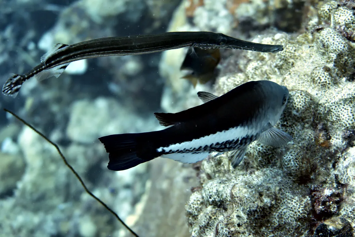 Queen Parrotfish