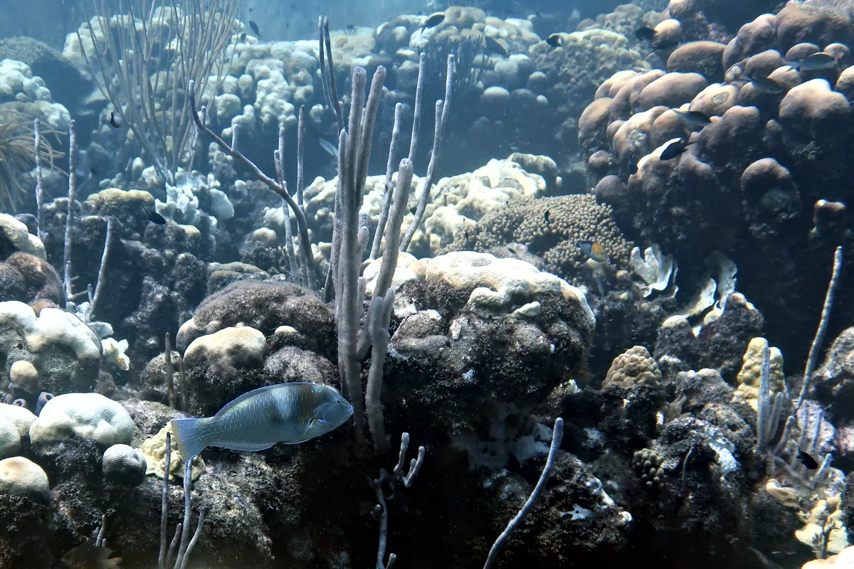 Puddingwife