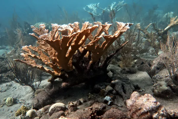 Elkhorn Coral