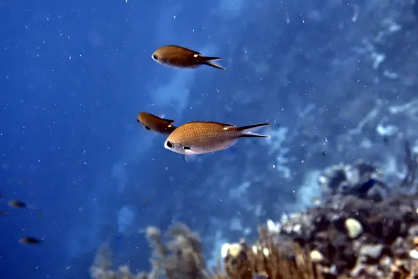 Brown Chromis