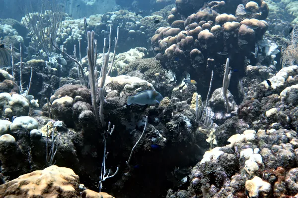 Puddingwife