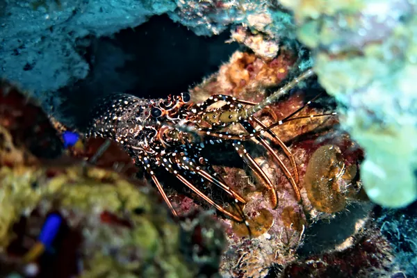 Spotted Spiny Lobster