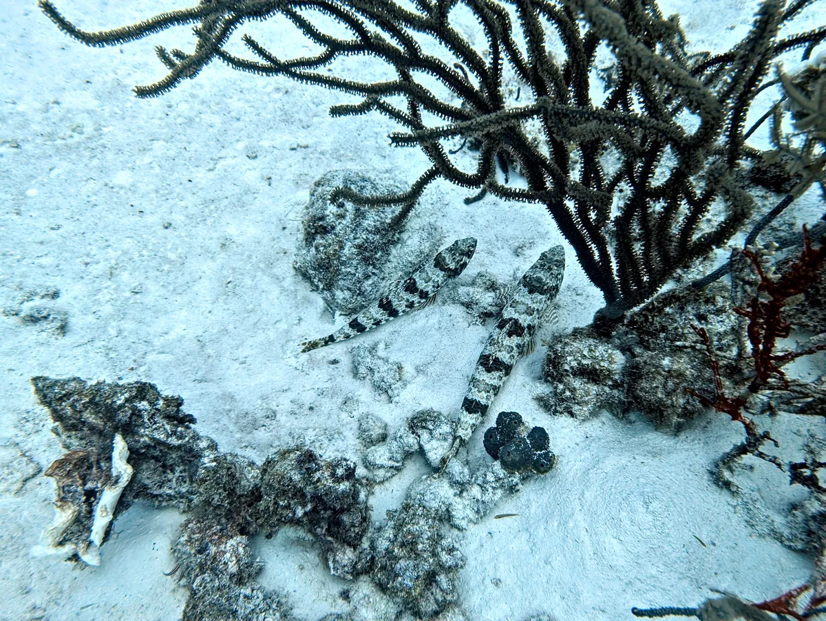 Sand Diver