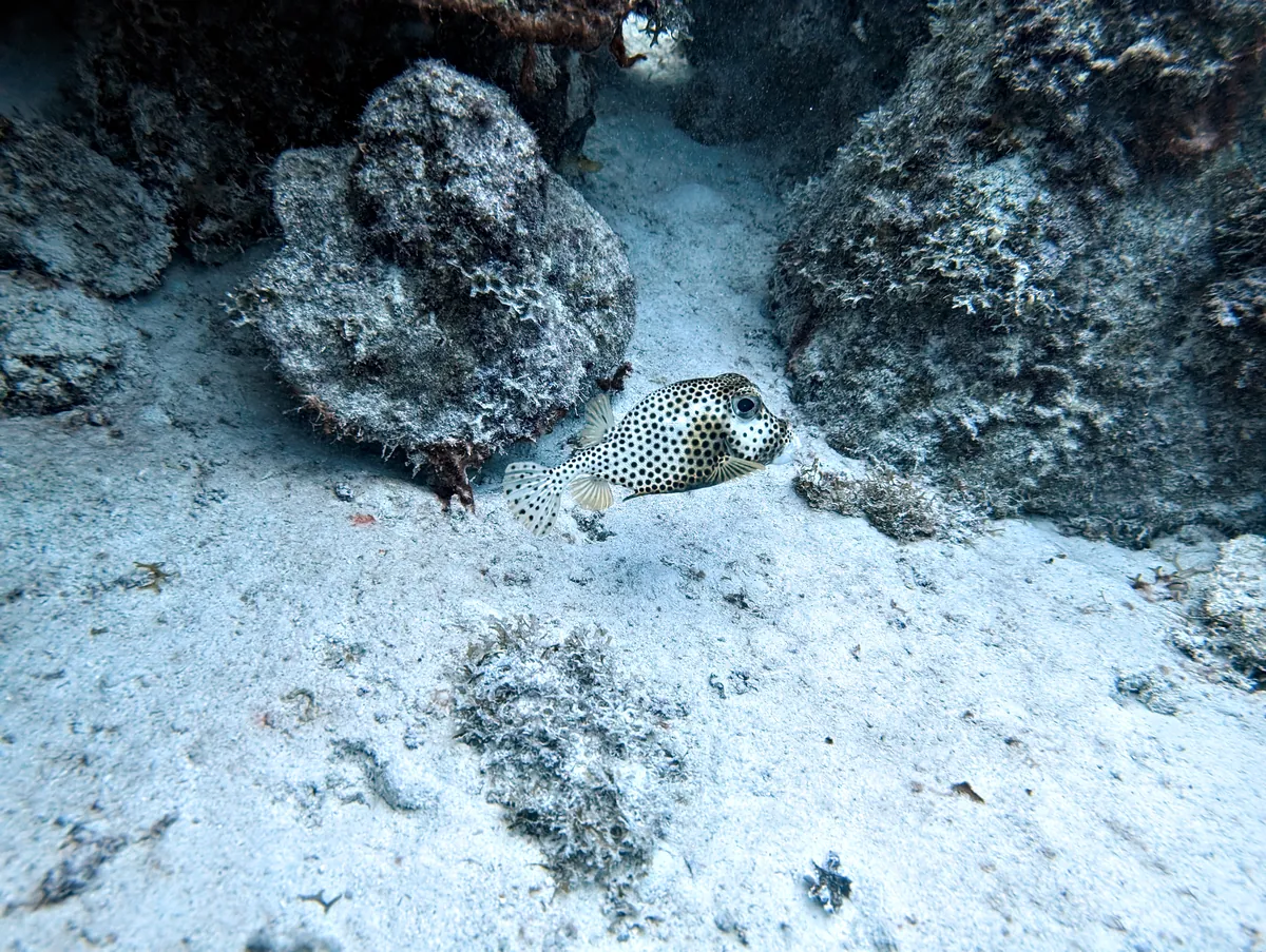 Spotted Trunkfish