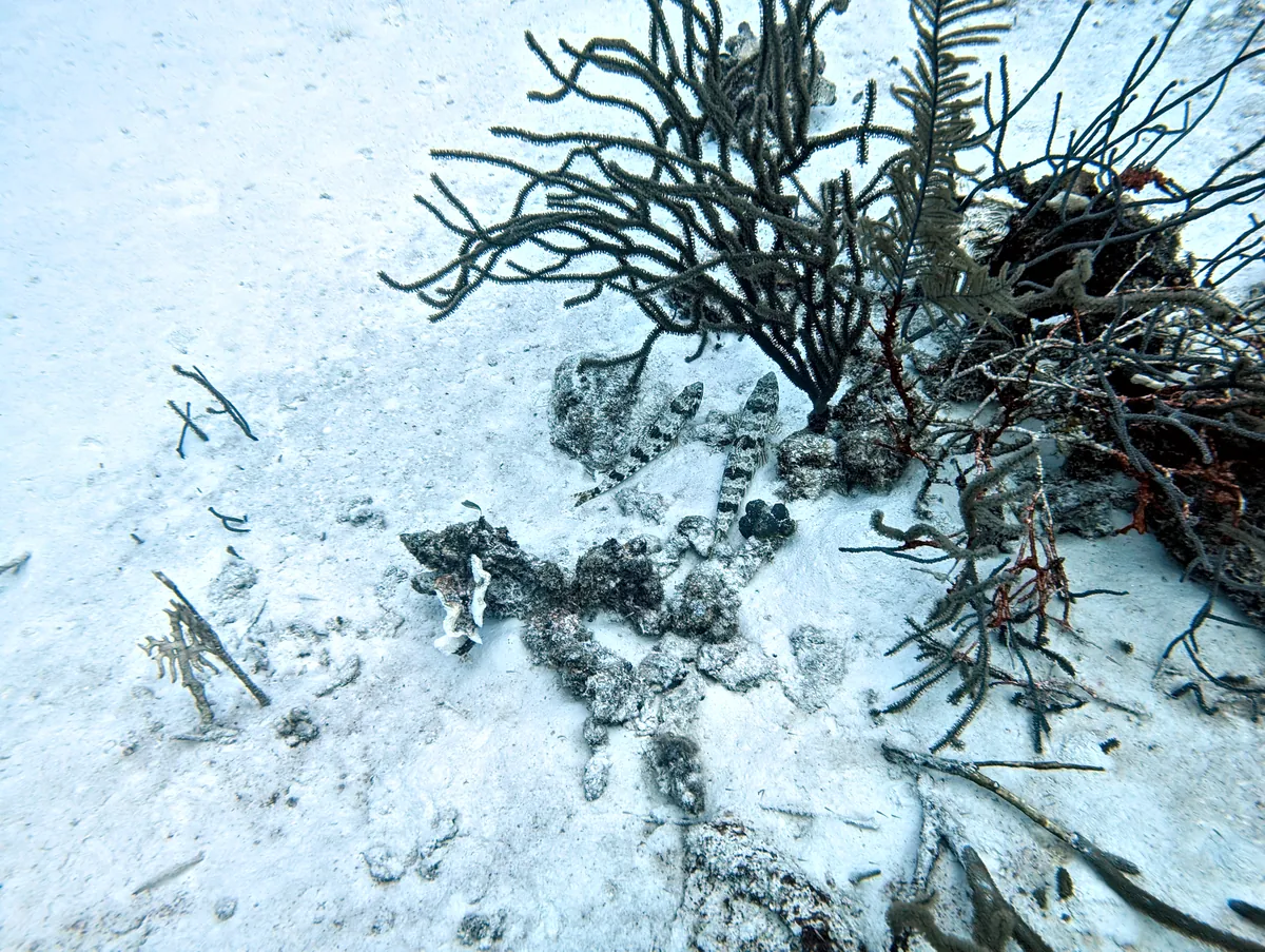 Sand Diver