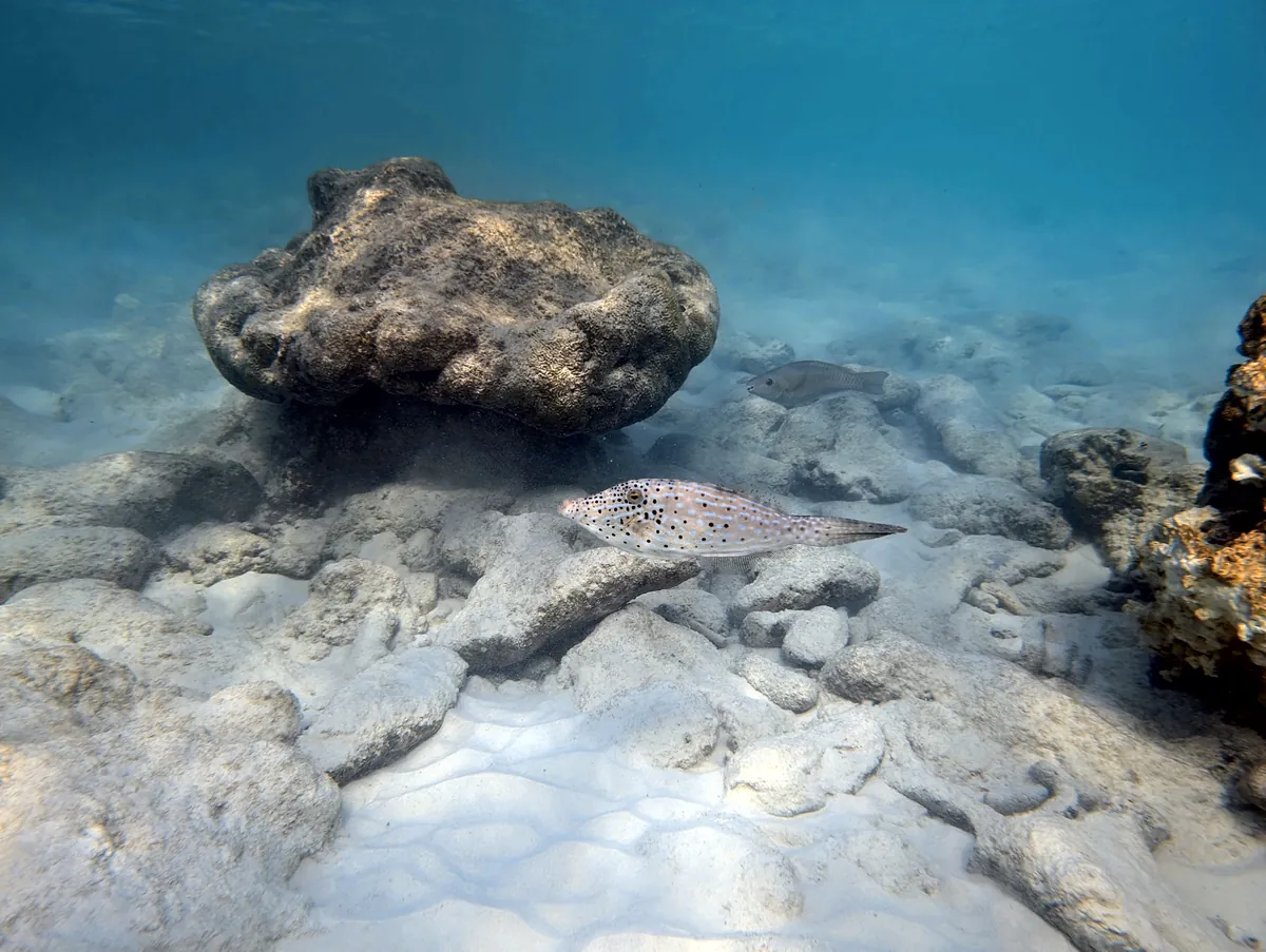 Scrawled Filefish