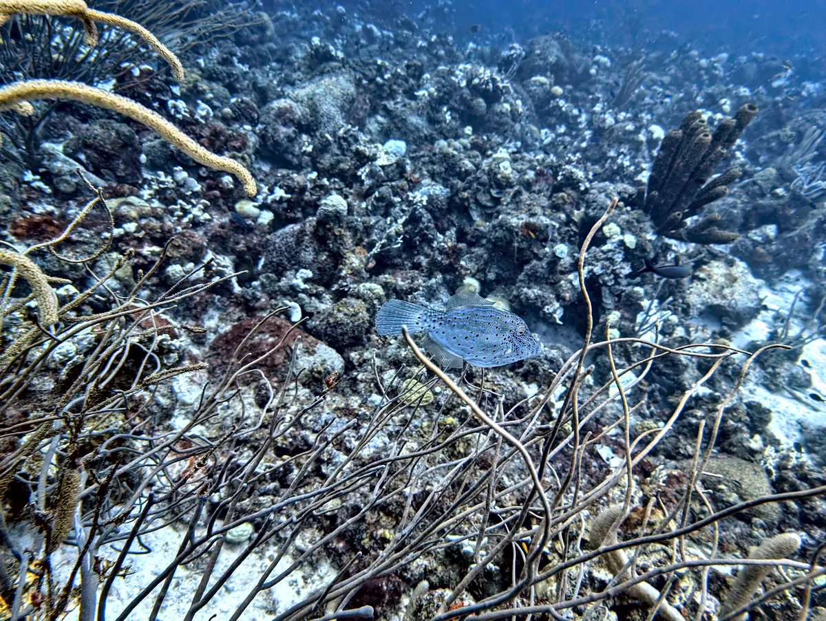 Scrawled Filefish