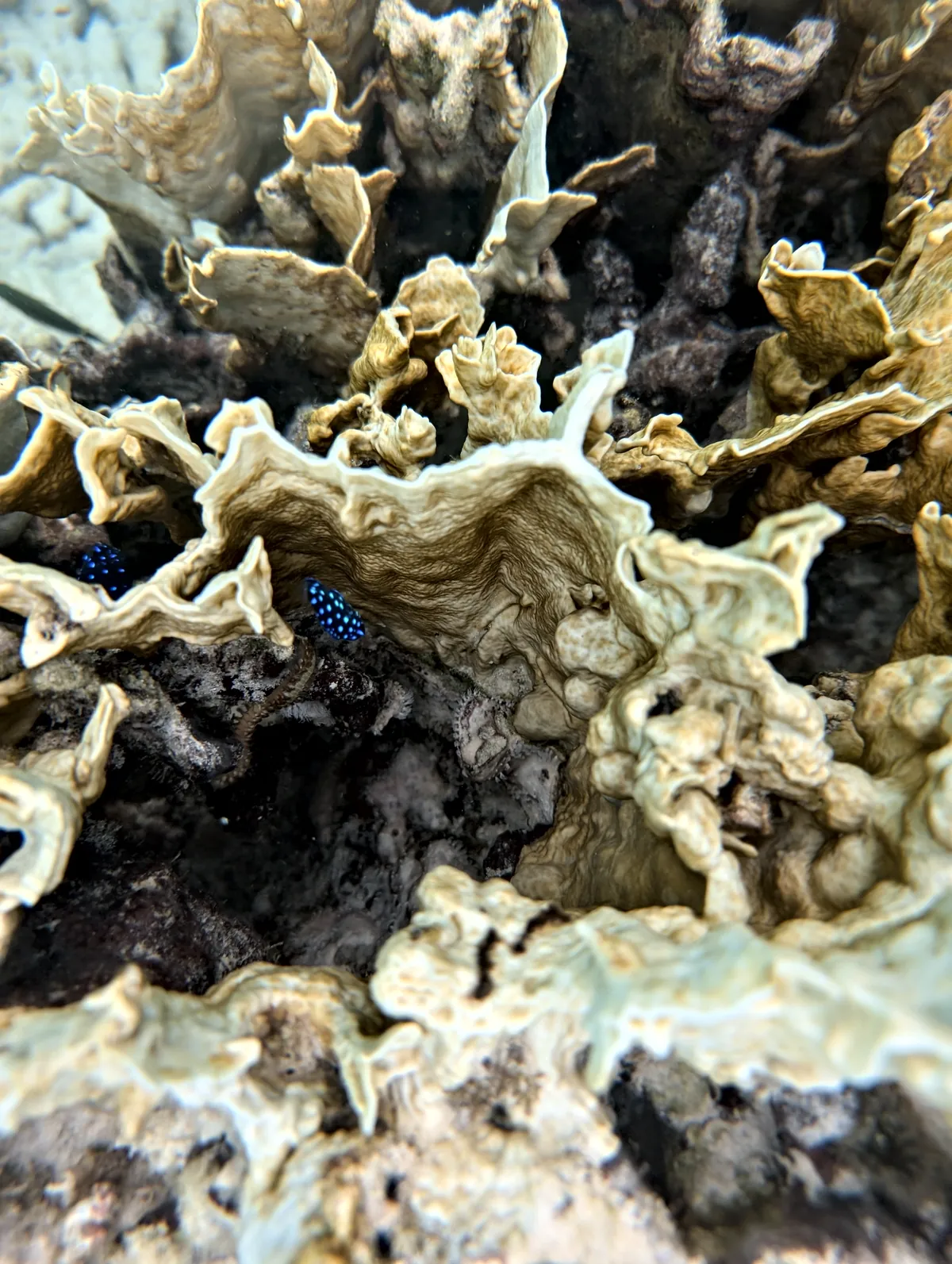 Yellowtail Damselfish