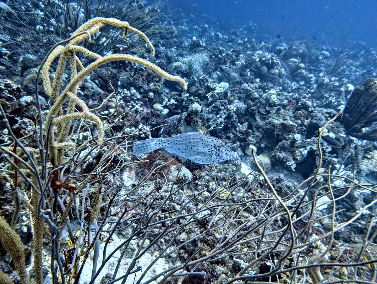 Scrawled Filefish