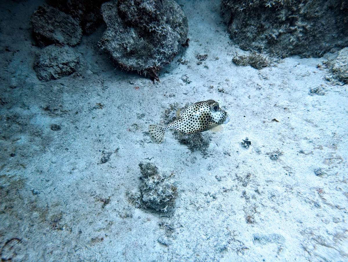 Spotted Trunkfish