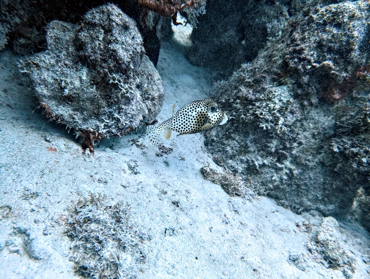 Spotted Trunkfish