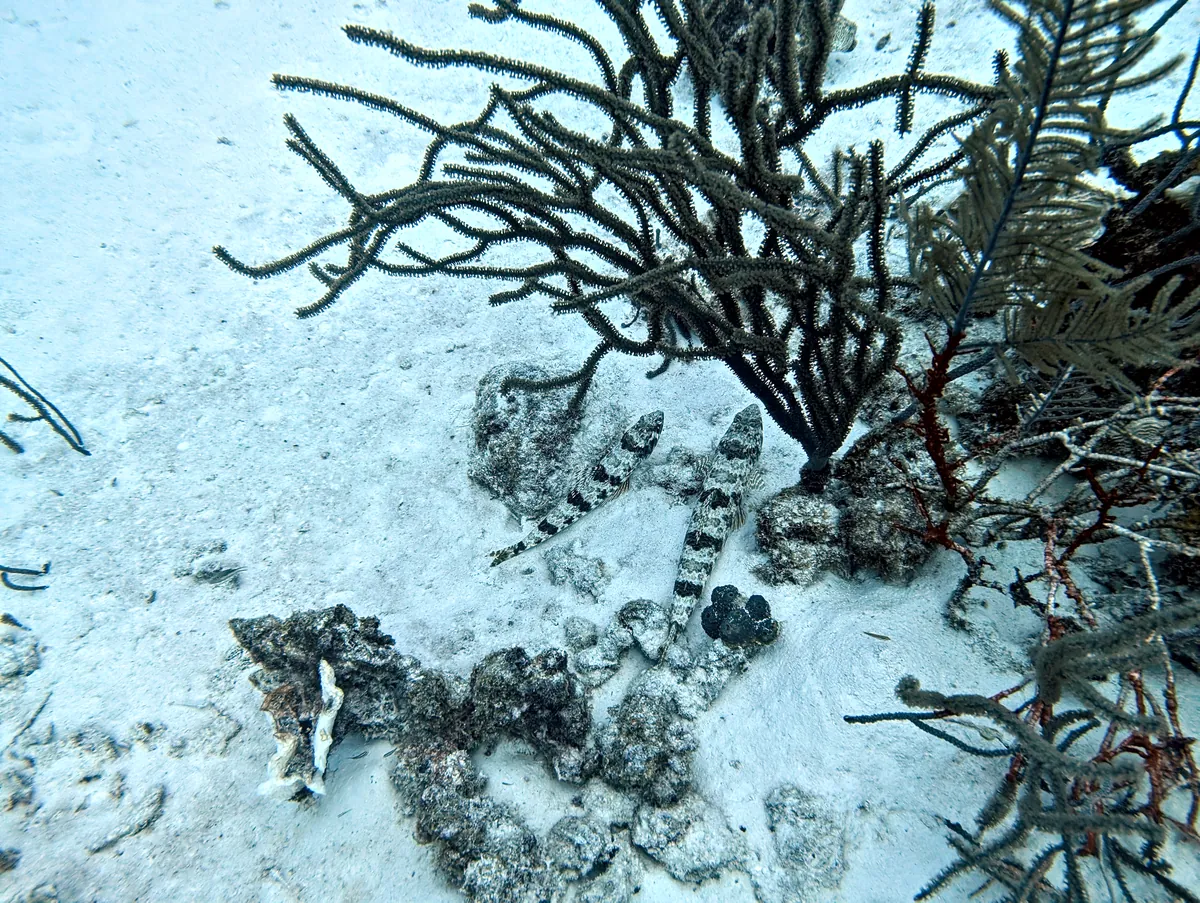 Sand Diver