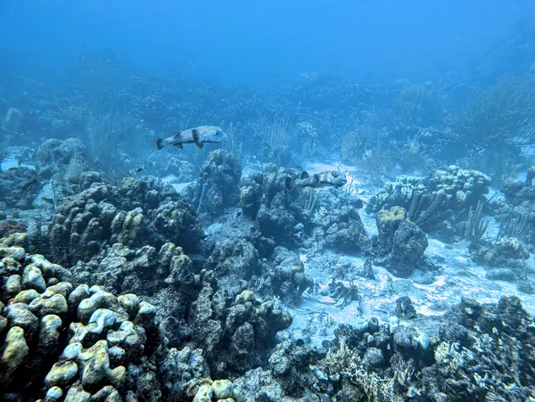 Hue Shift + Clarity (near)