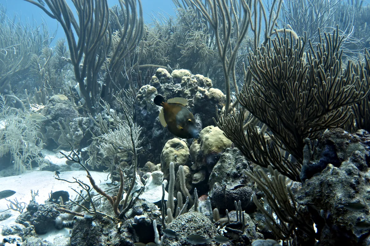 Whitespotted Filefish