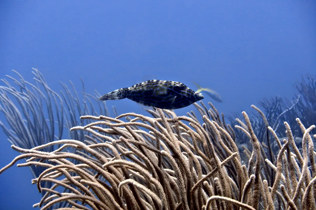 Scrawled Filefish