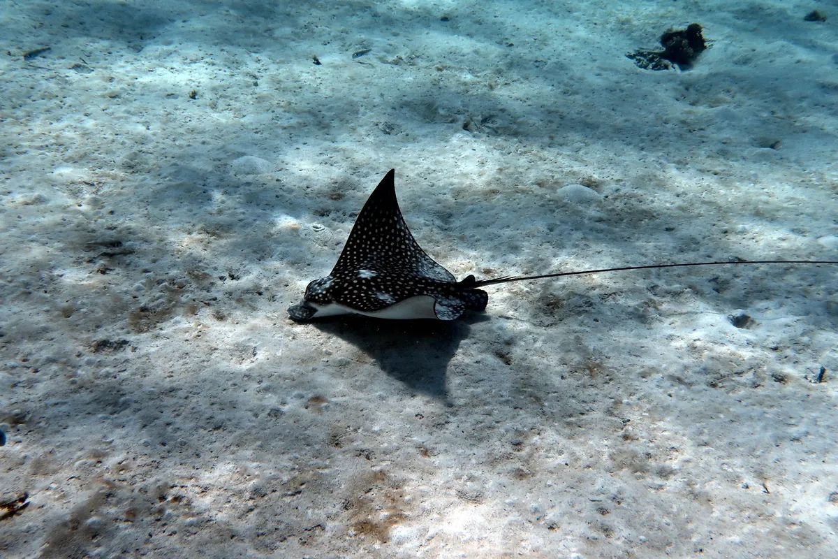 Spotted Eagle Ray