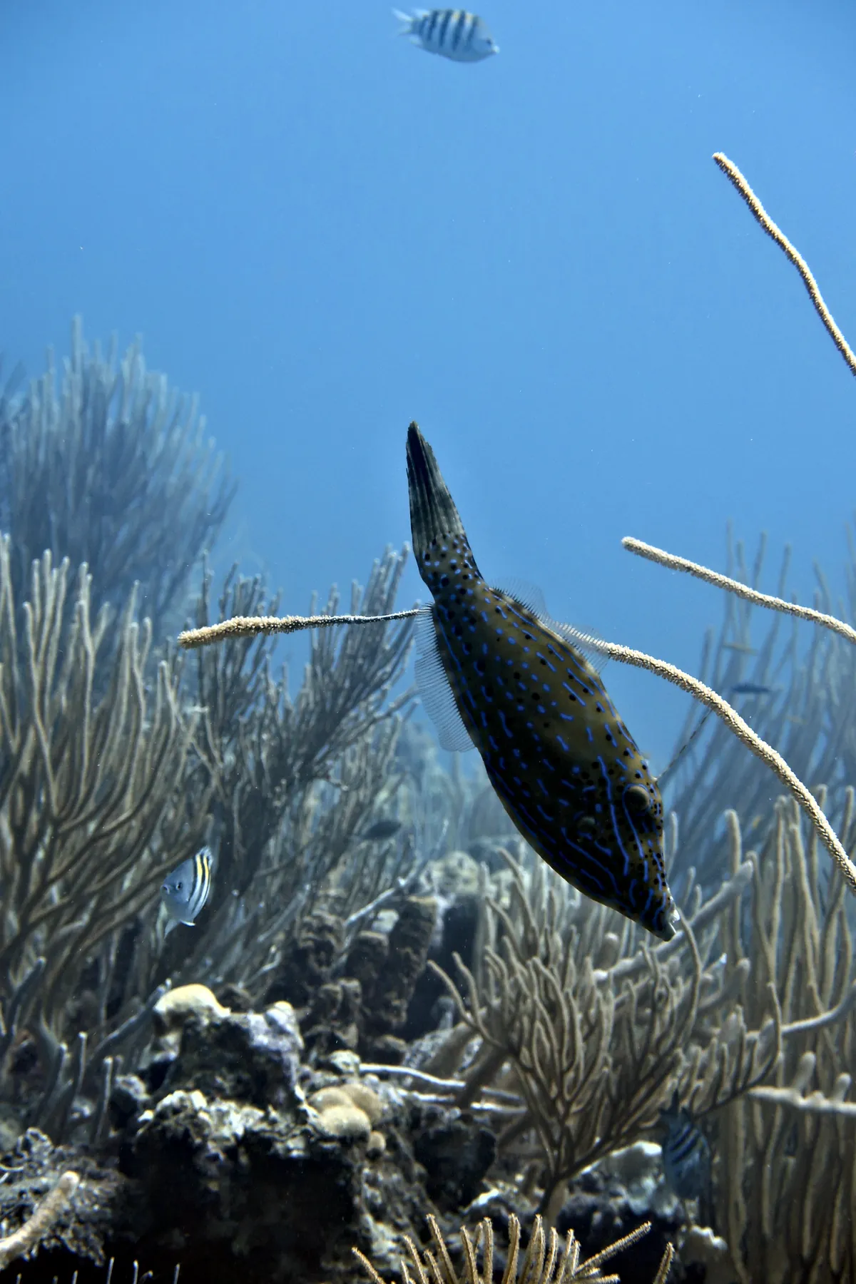 Scrawled Filefish