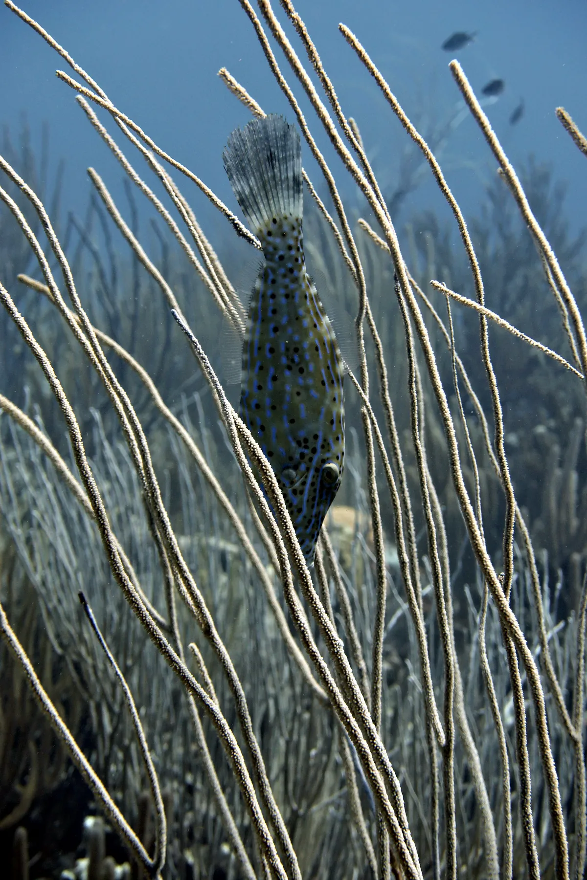 Scrawled Filefish